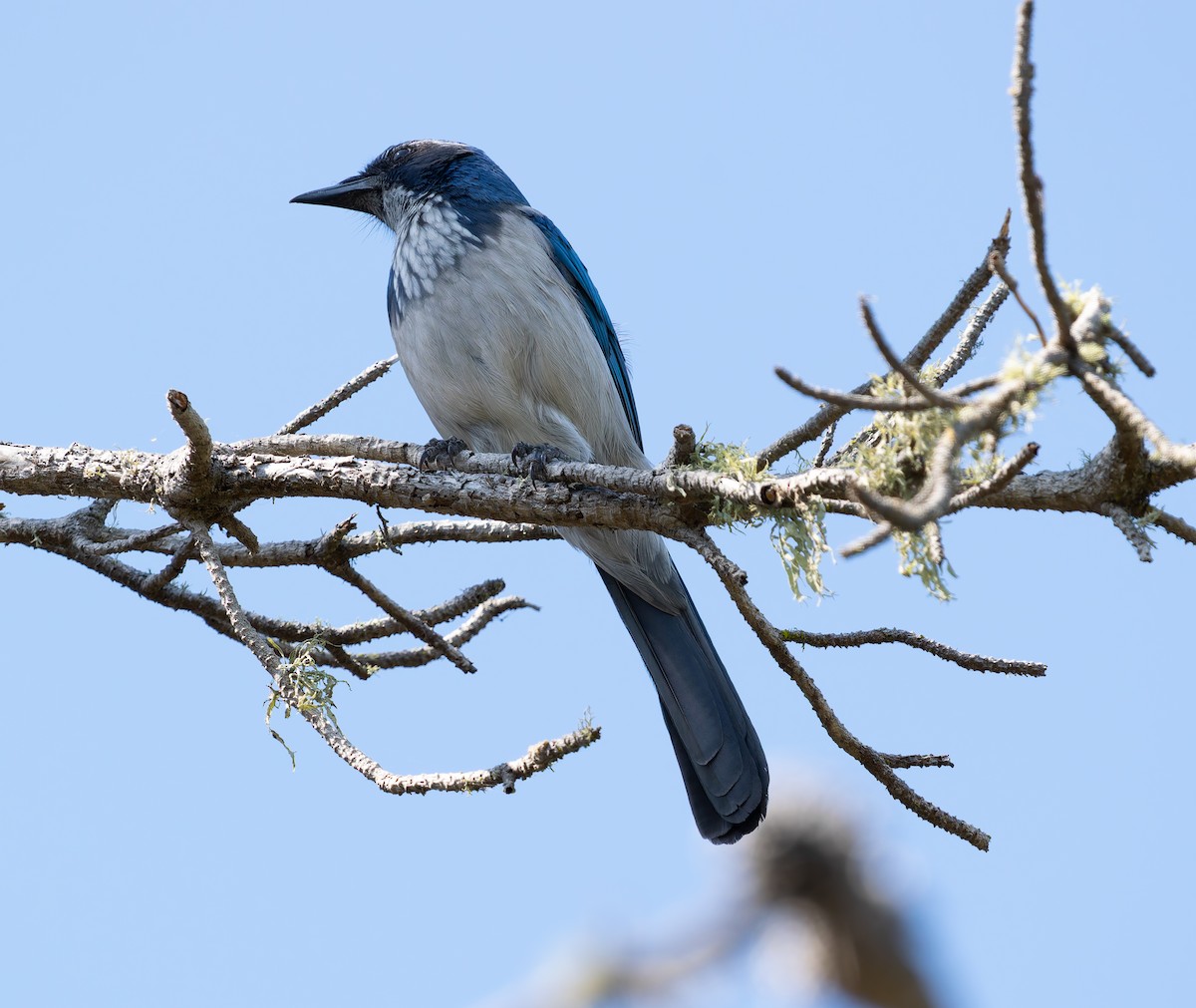 California Scrub-Jay - ML641900669