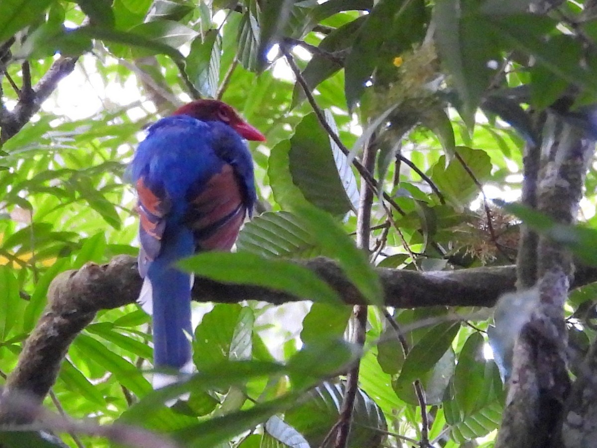 Sri Lanka Blue-Magpie - ML641900682