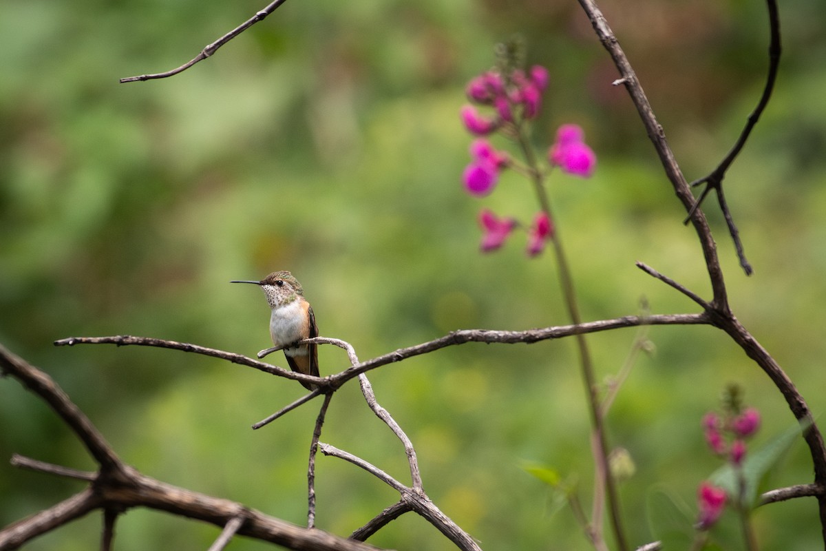 Rufous/Allen's Hummingbird - ML641900687