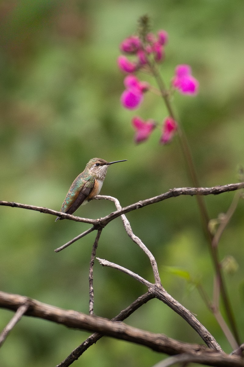 Rufous/Allen's Hummingbird - ML641900688