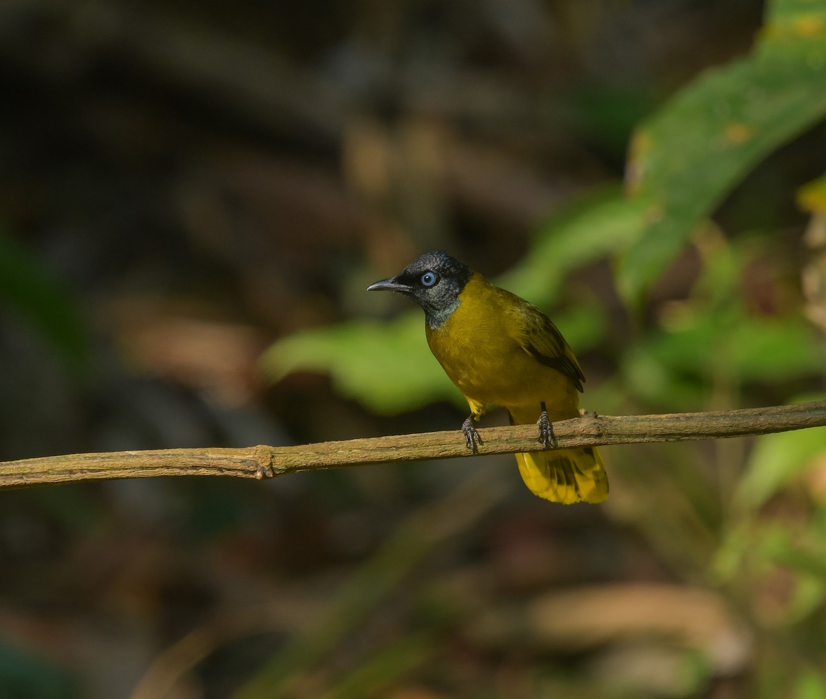 Black-headed Bulbul - ML641900707