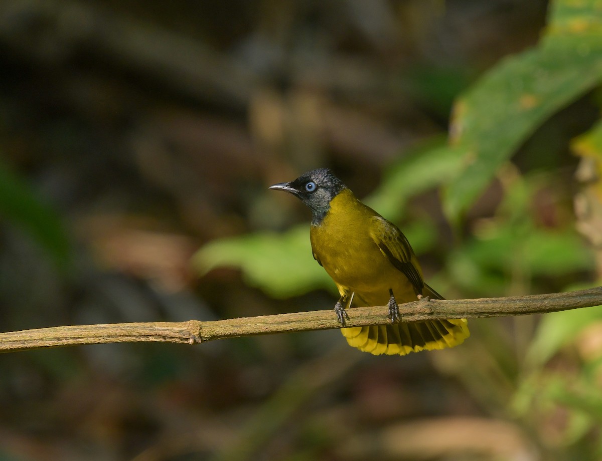 Black-headed Bulbul - ML641900708