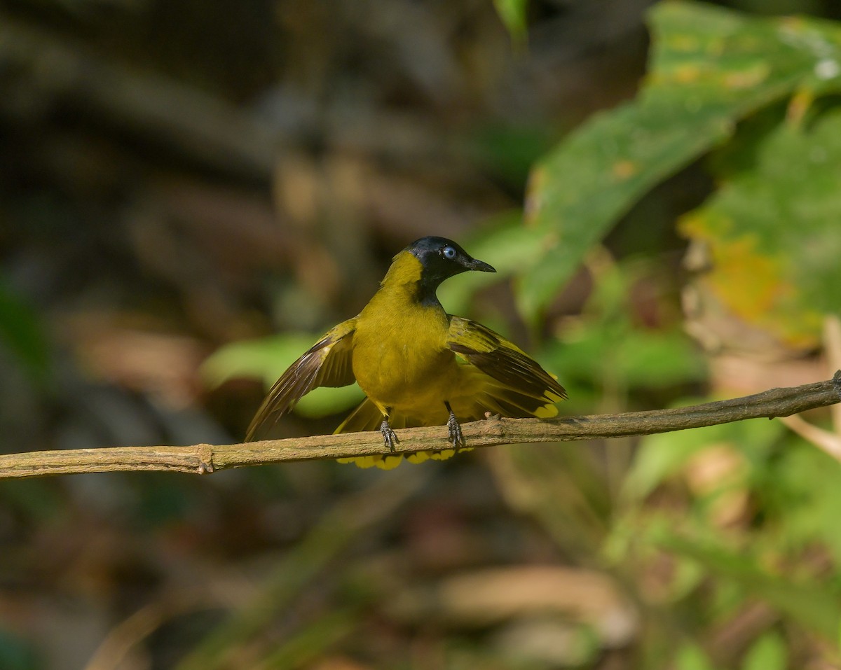 Black-headed Bulbul - ML641900709