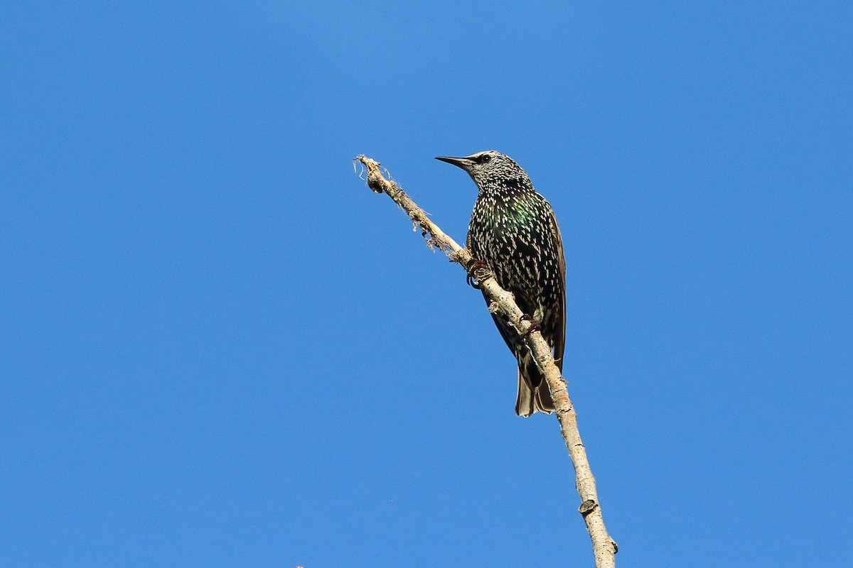 European Starling - ML641900711