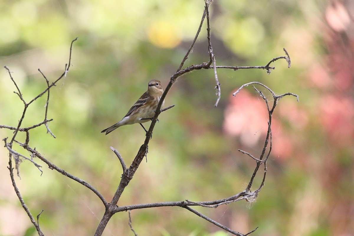 Yellow-rumped Warbler - ML641900736