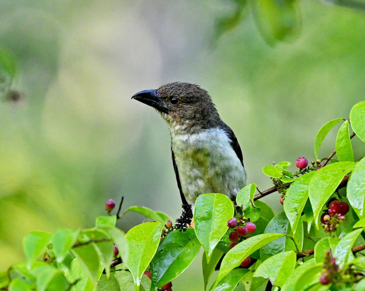 Sooty Barbet - ML641900740
