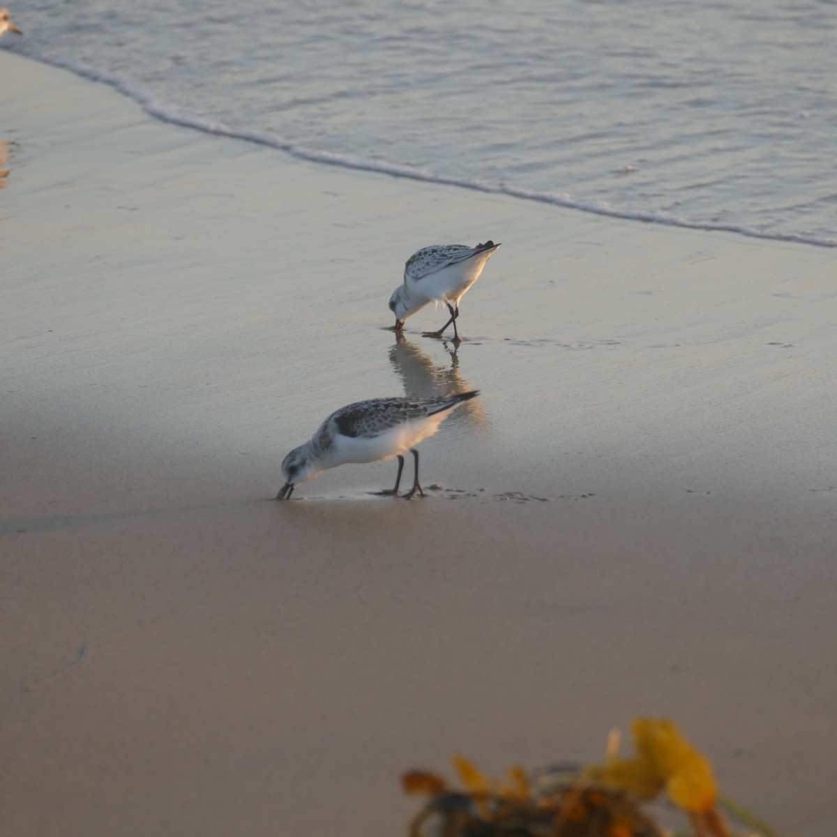 Sanderling - ML641900747