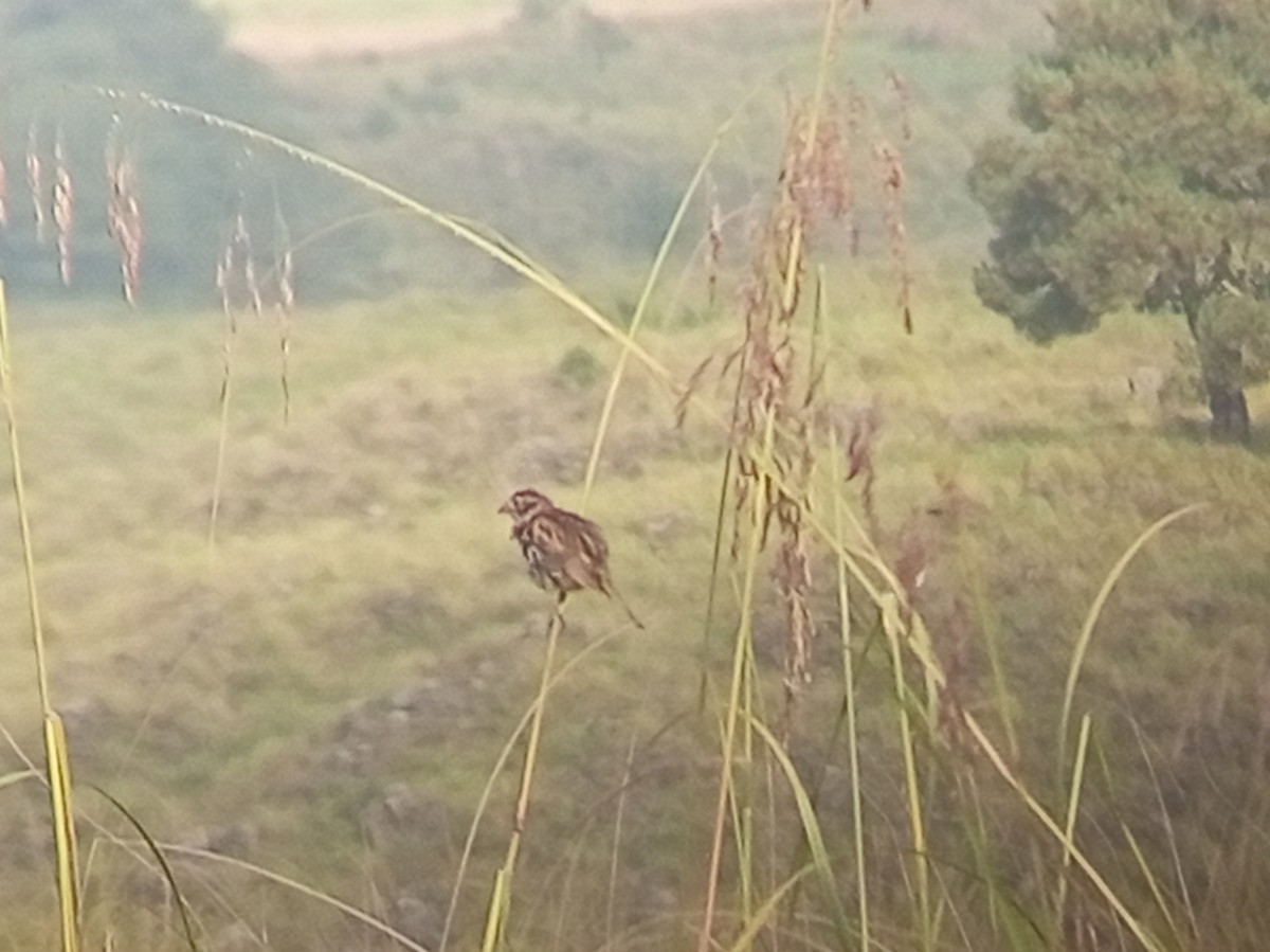 Sierra Madre Sparrow - ML641900751