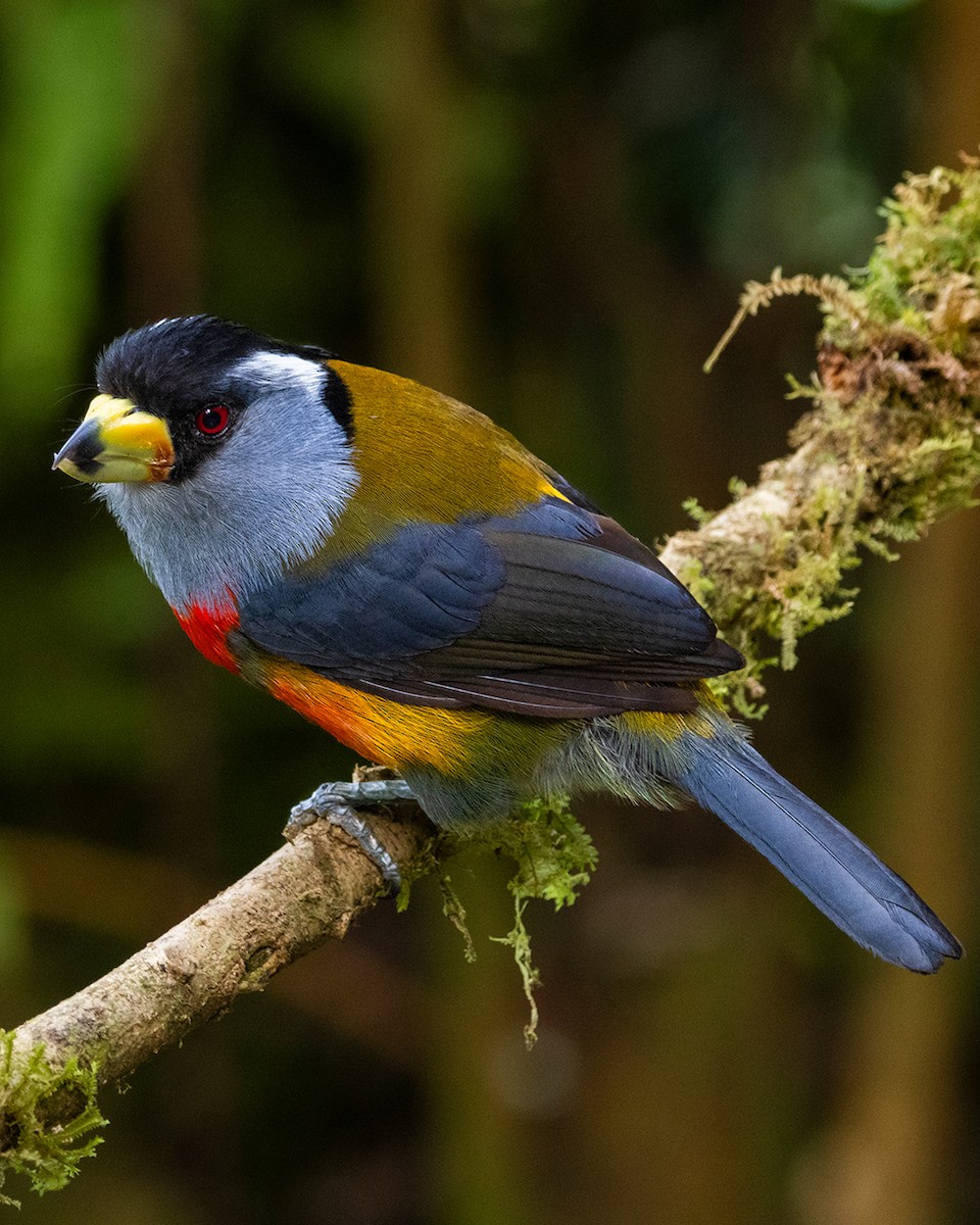Tukanbartvogel - ML641900752