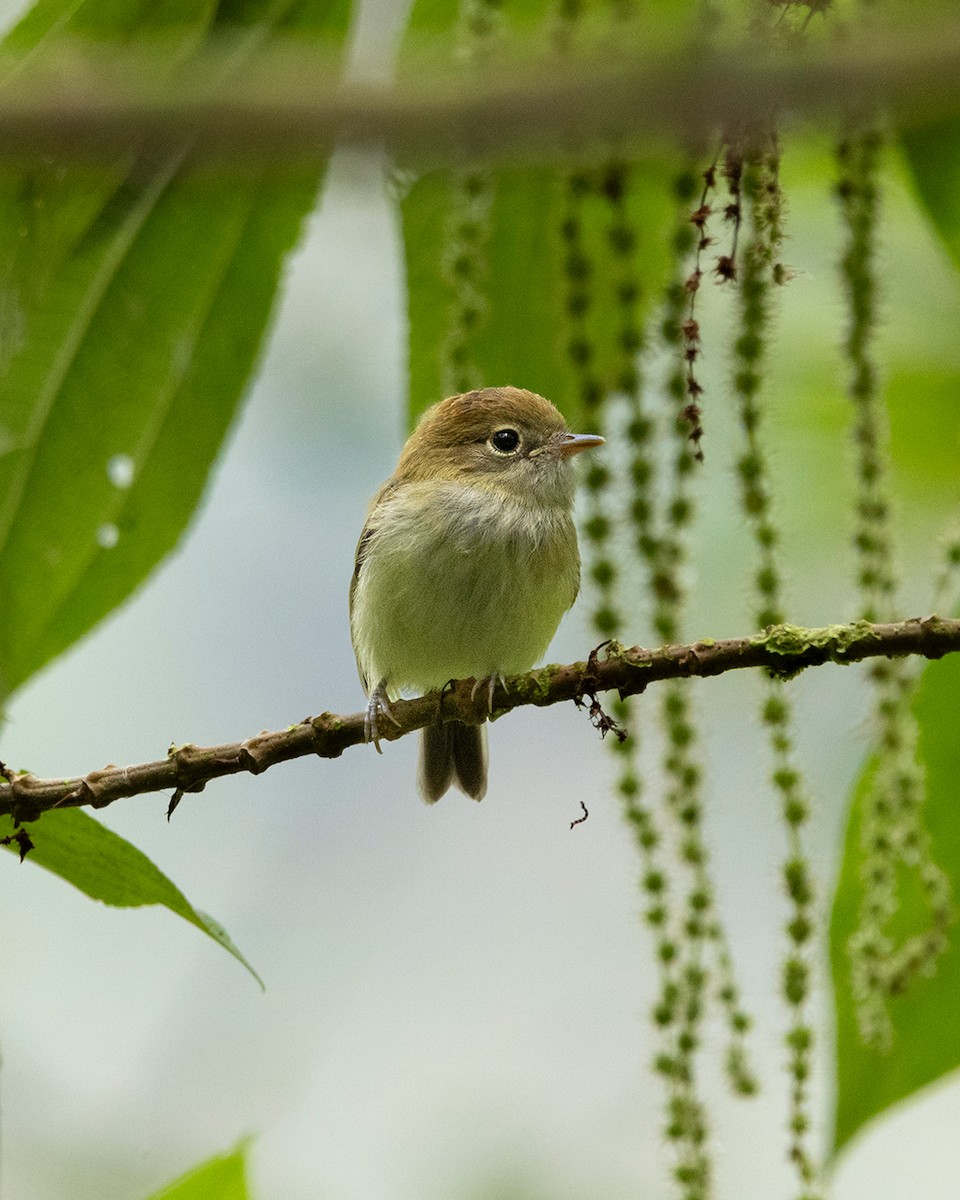 Scale-crested Pygmy-Tyrant - ML641900755