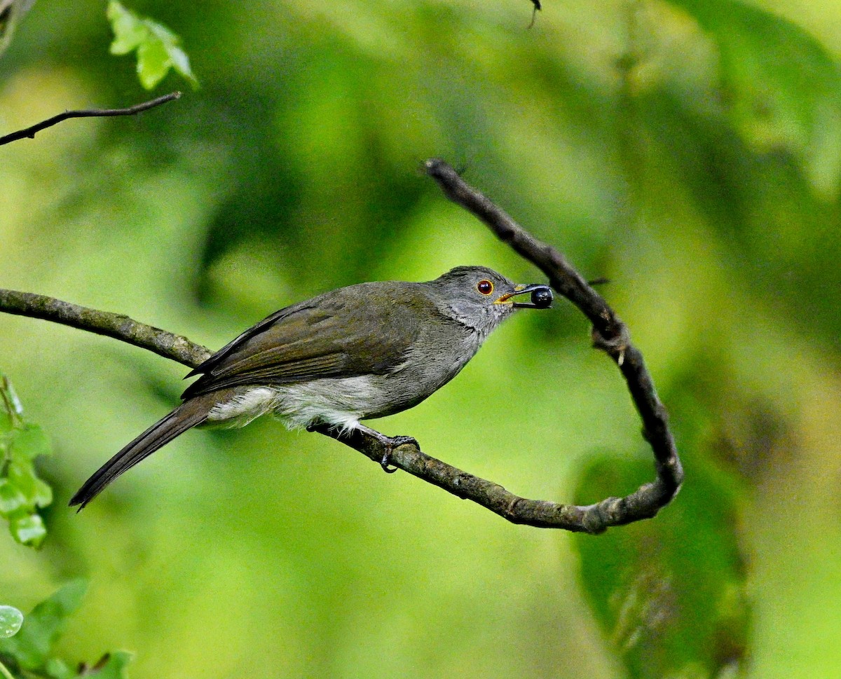 Spectacled Bulbul - ML641900759