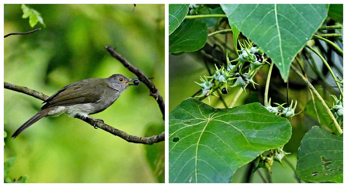 Spectacled Bulbul - ML641900760