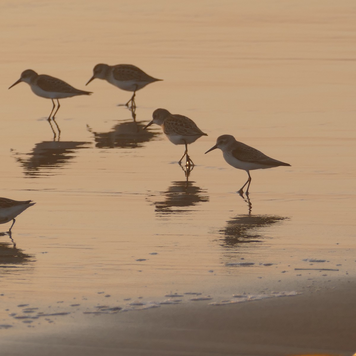 Western Sandpiper - ML641900762