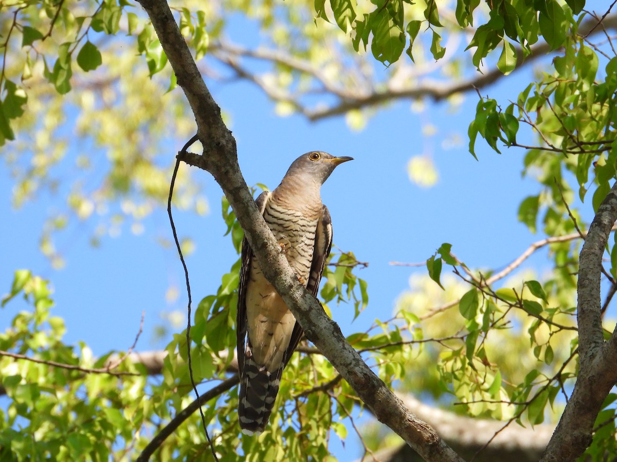Himalayan Cuckoo - ML641900764