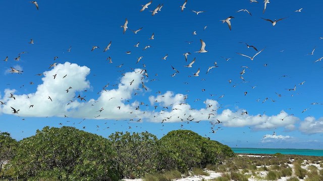 Sooty Tern - ML641900770
