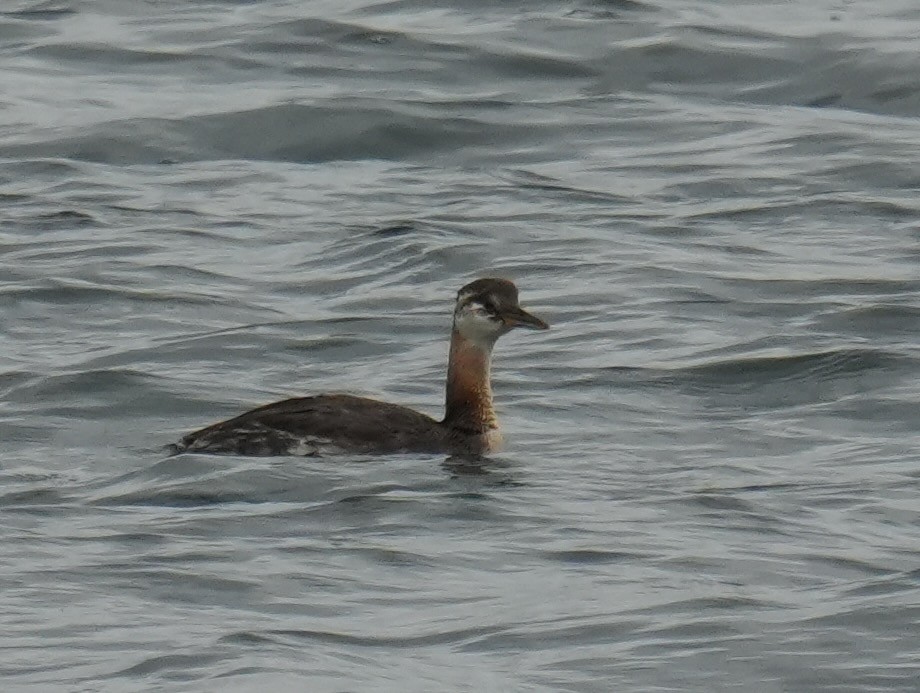 Red-necked Grebe - ML641900779