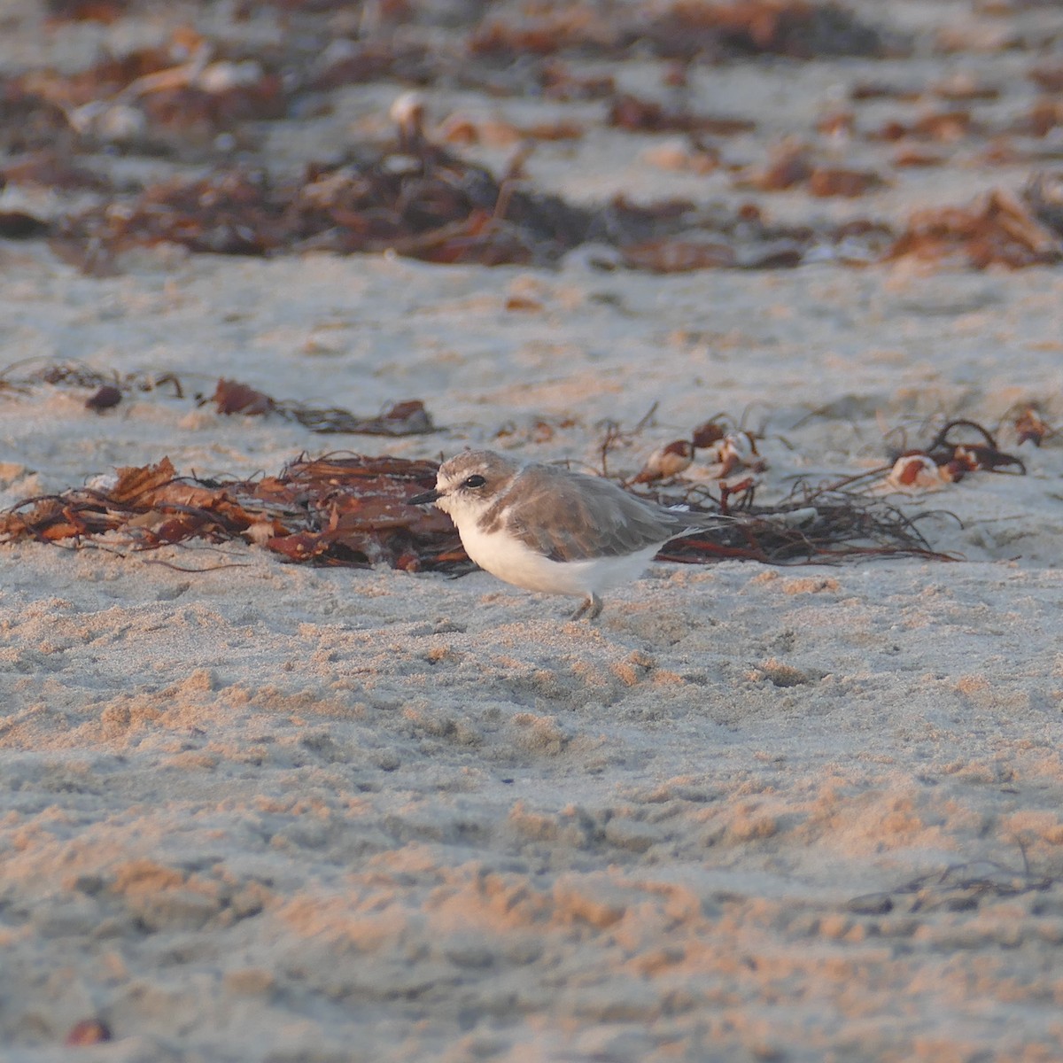 Snowy Plover - ML641900781