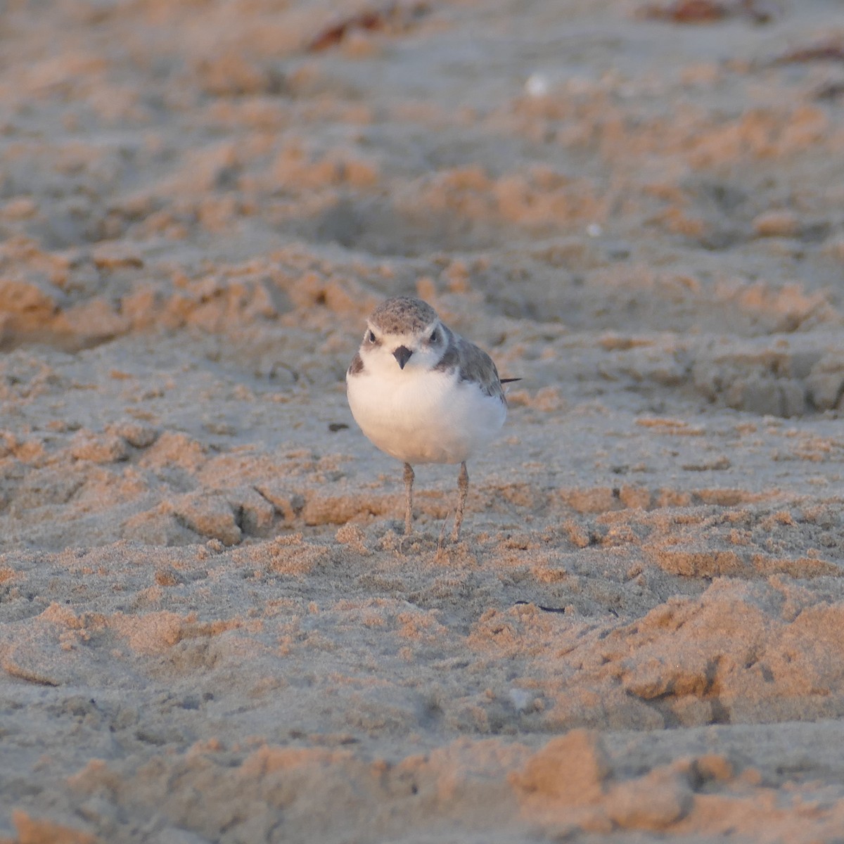 Snowy Plover - ML641900790
