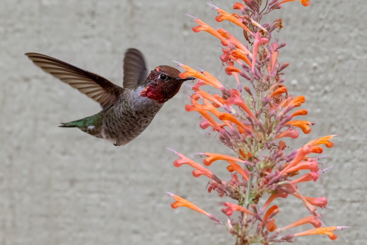 Anna's Hummingbird - ML641900795