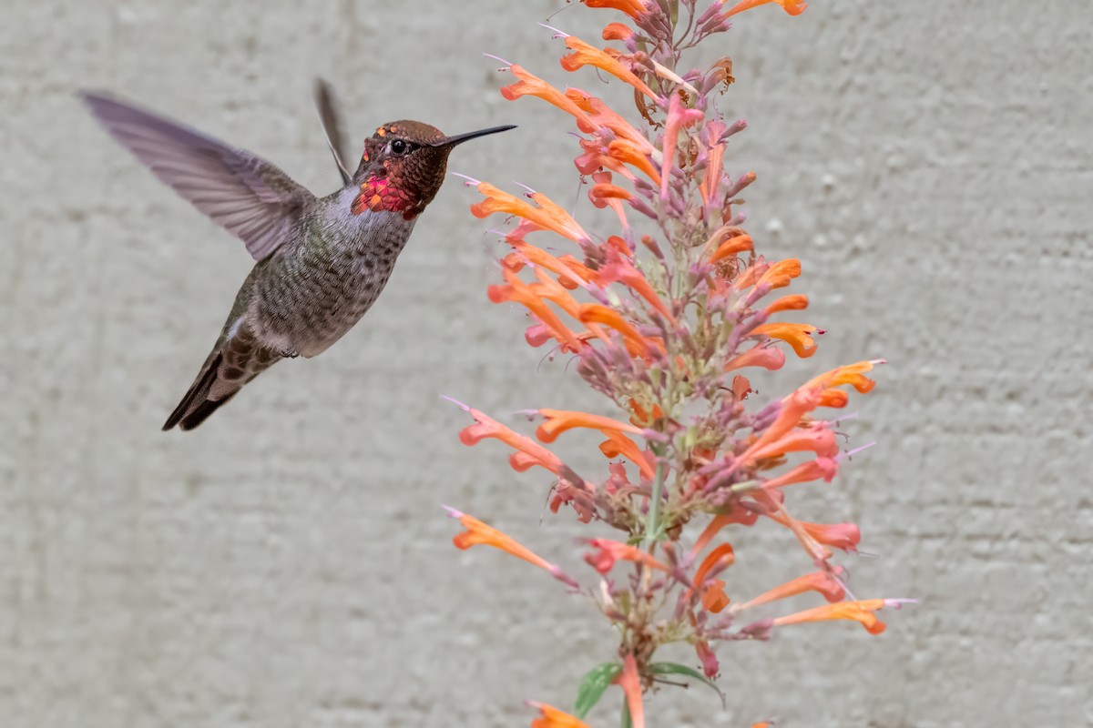 Anna's Hummingbird - ML641900796