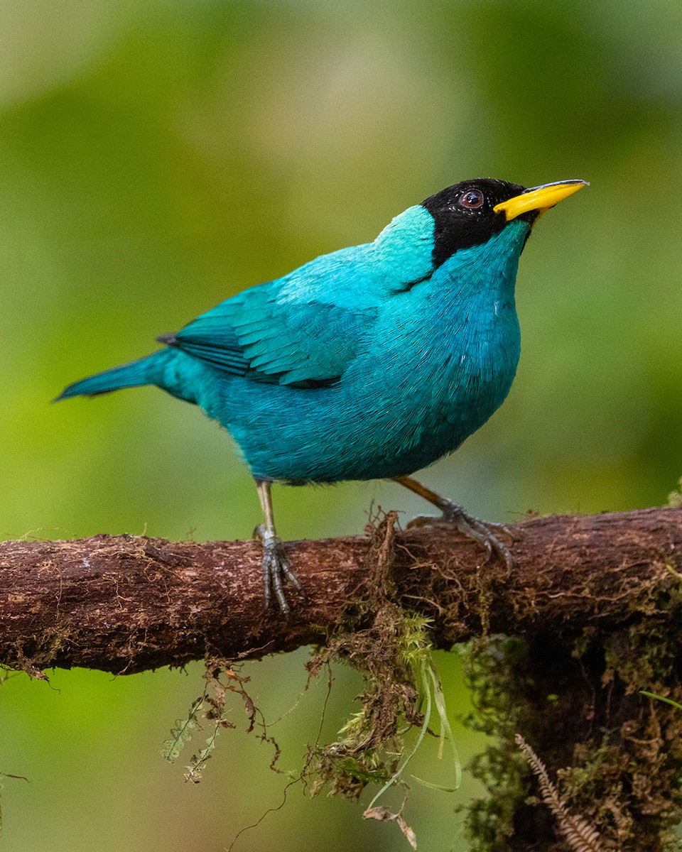 Kappennaschvogel - ML641900798
