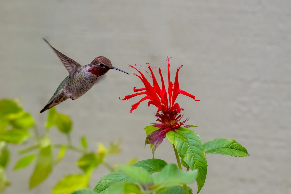 Anna's Hummingbird - ML641900800
