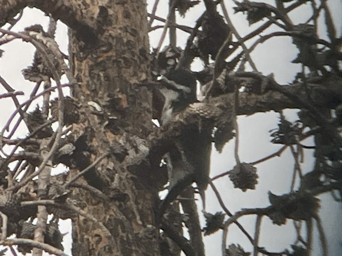 Black-backed Woodpecker - ML641900801
