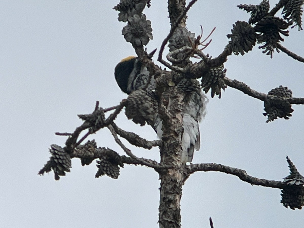 Black-backed Woodpecker - ML641900802
