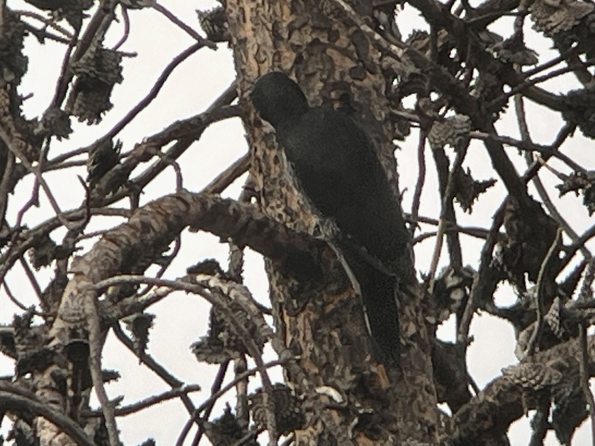 Black-backed Woodpecker - ML641900803