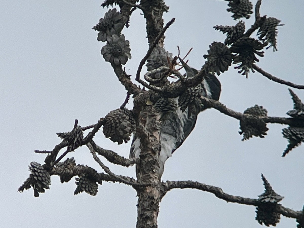 Black-backed Woodpecker - ML641900804