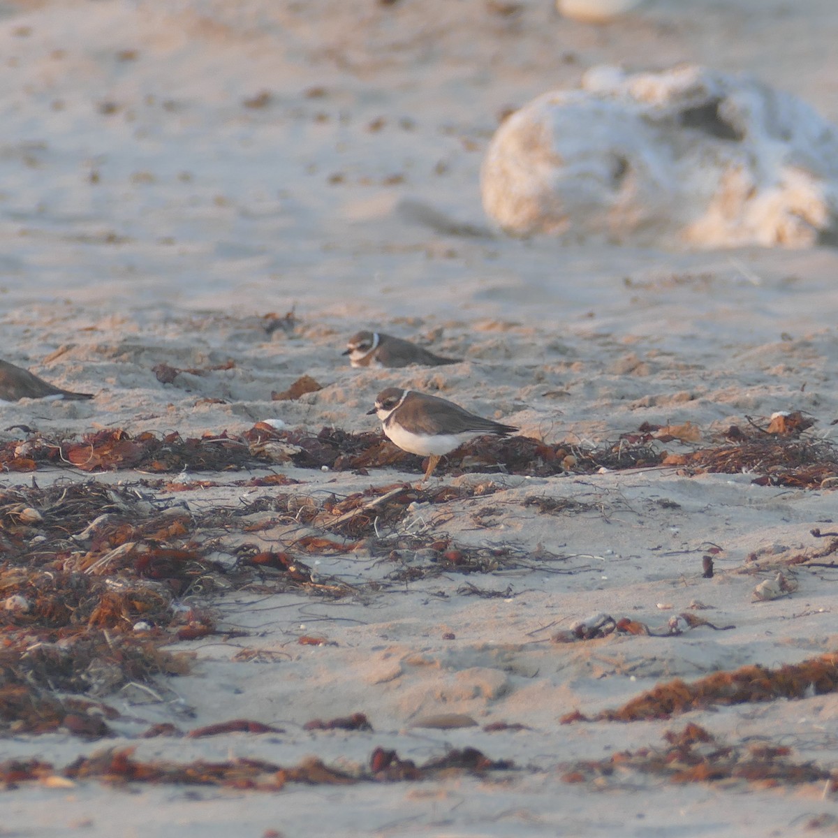 Semipalmated Plover - ML641900805