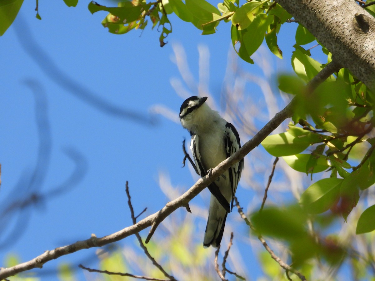 Pied Triller - ML641900825