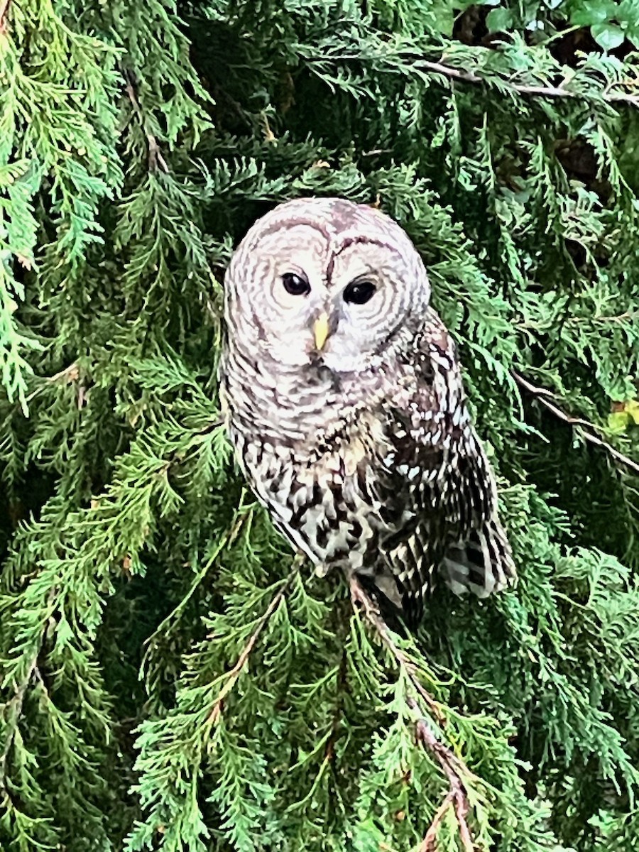 Barred Owl - ML641900851