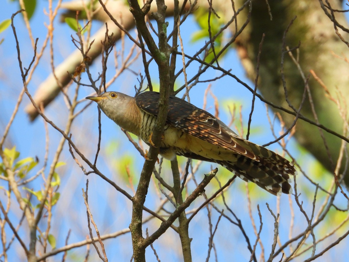 Himalayan Cuckoo - ML641900852