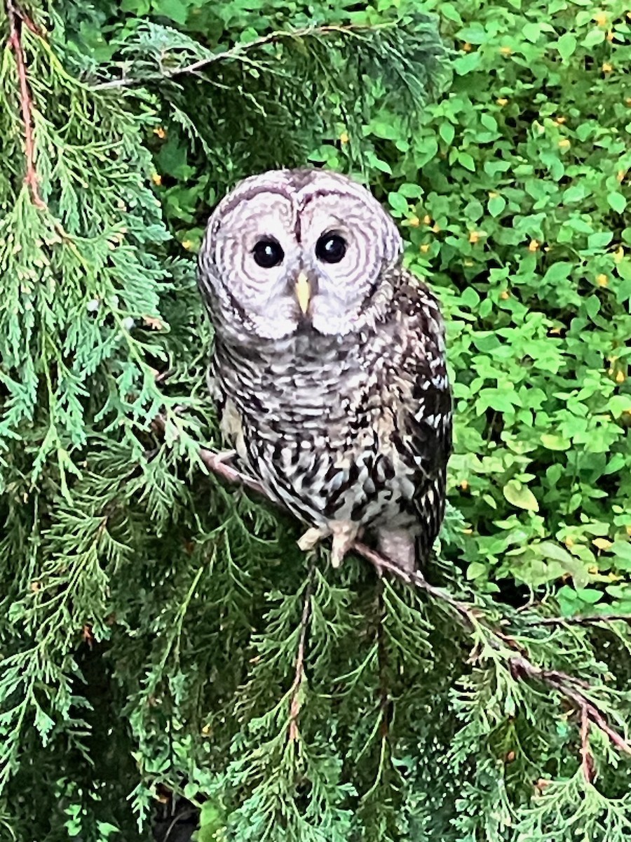 Barred Owl - ML641900853