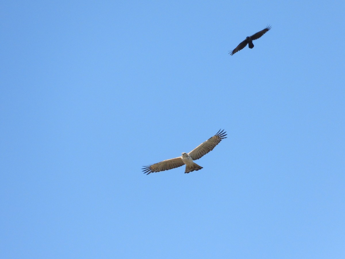 Águila Variable - ML641900872