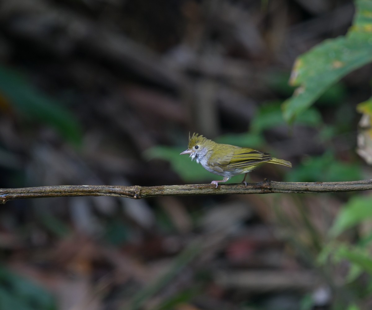 Yuhina Ventriblanca - ML641900874