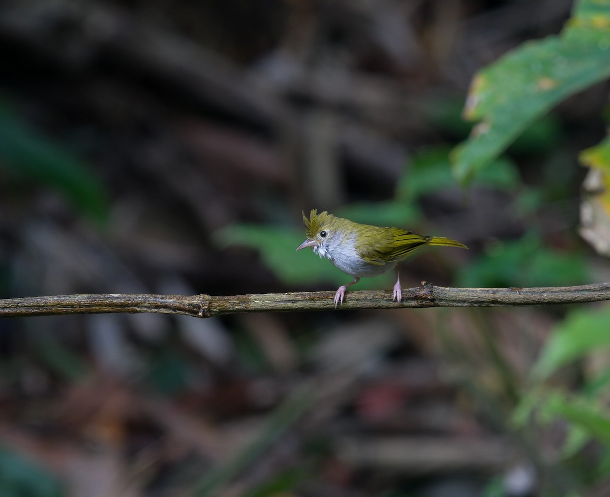 Yuhina Ventriblanca - ML641900875