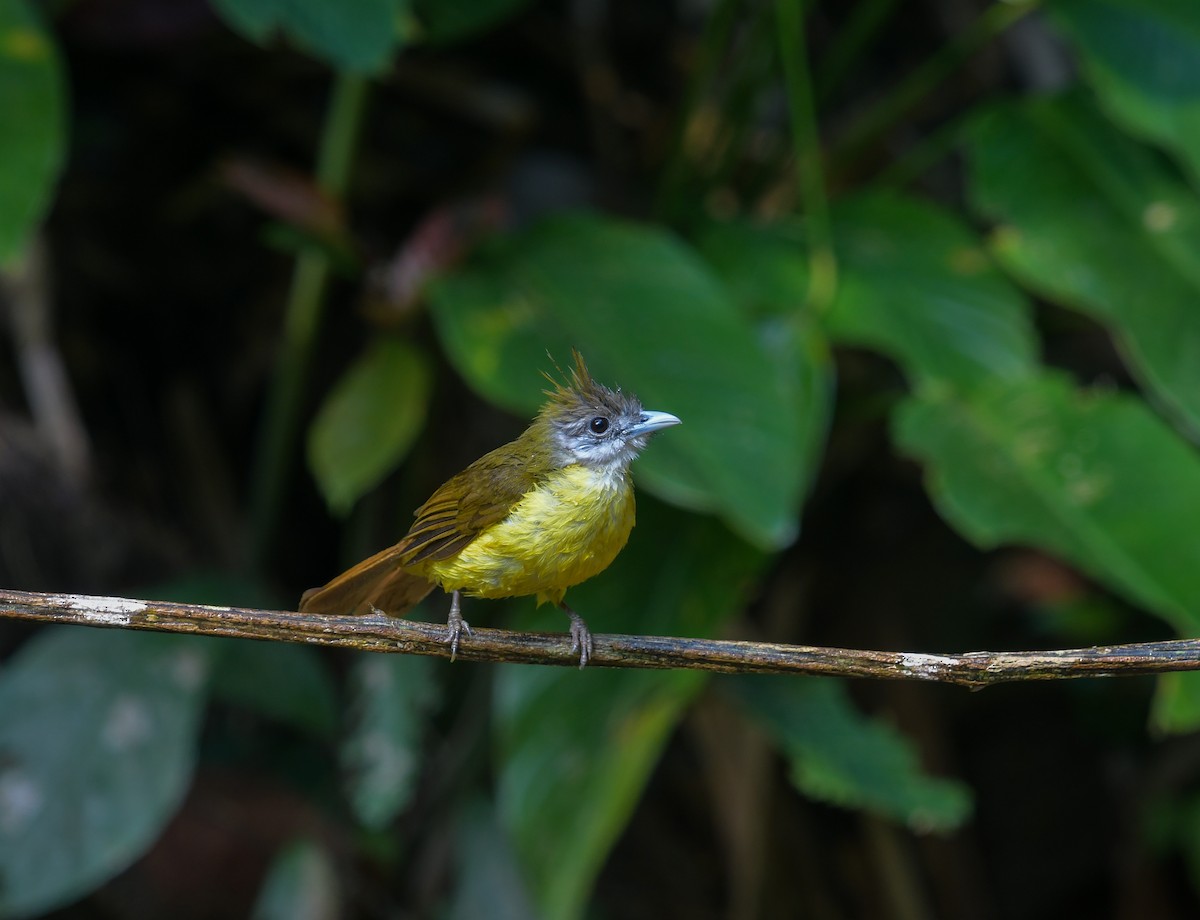 Bulbul Frentigrís - ML641900878