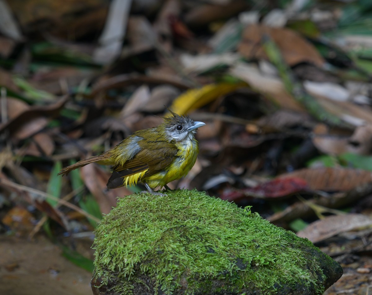 Bulbul Frentigrís - ML641900879