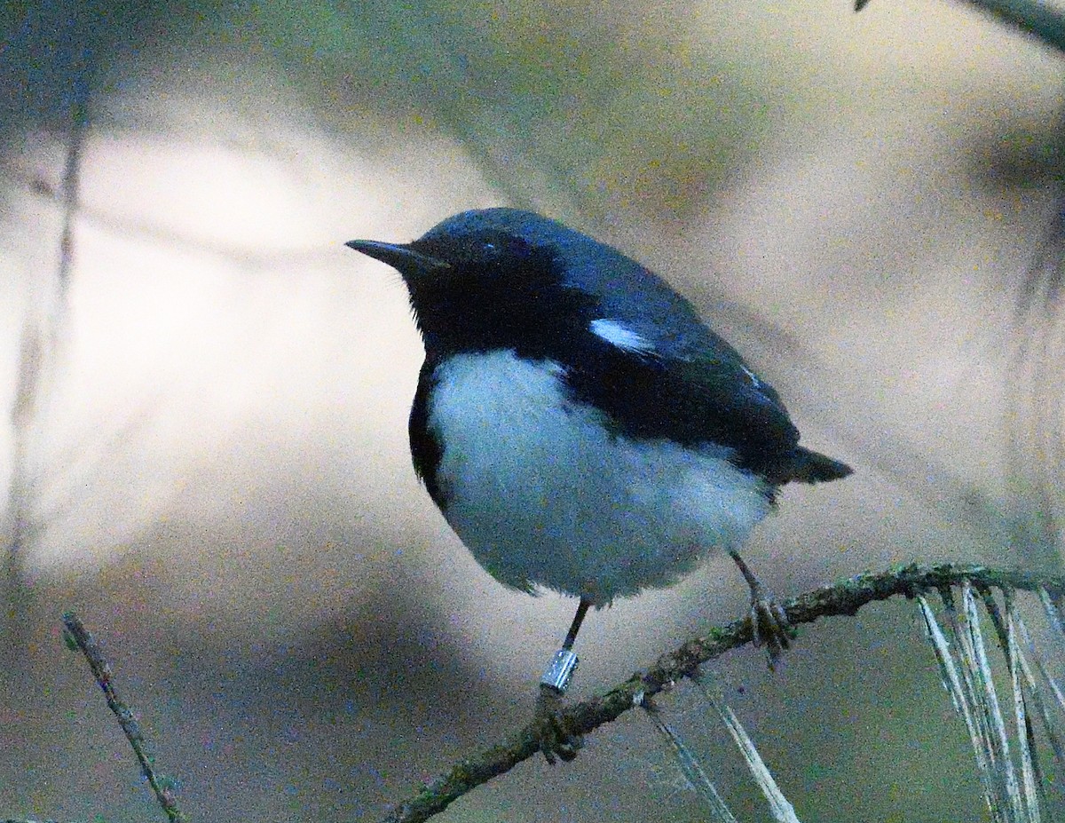 Black-throated Blue Warbler - ML641900906