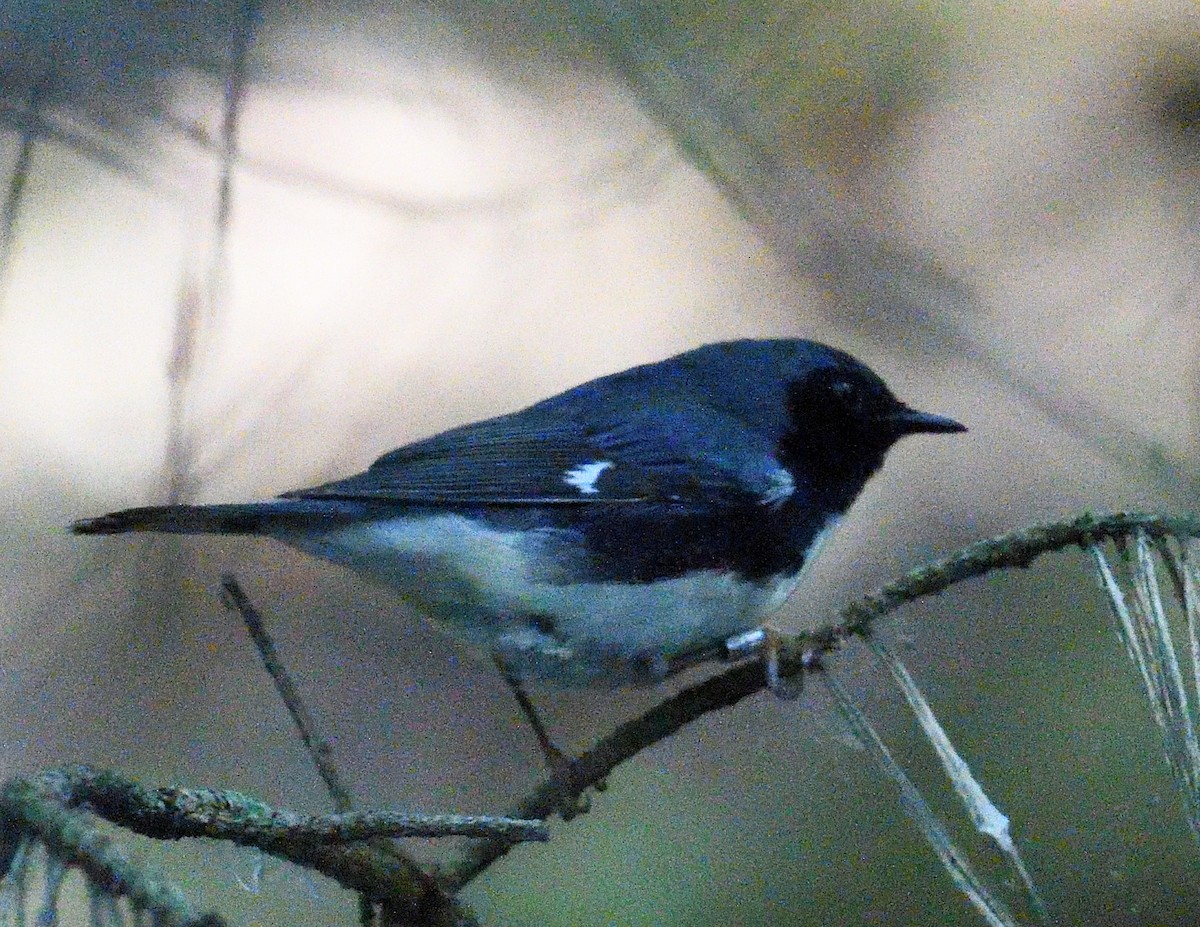 Black-throated Blue Warbler - ML641900908