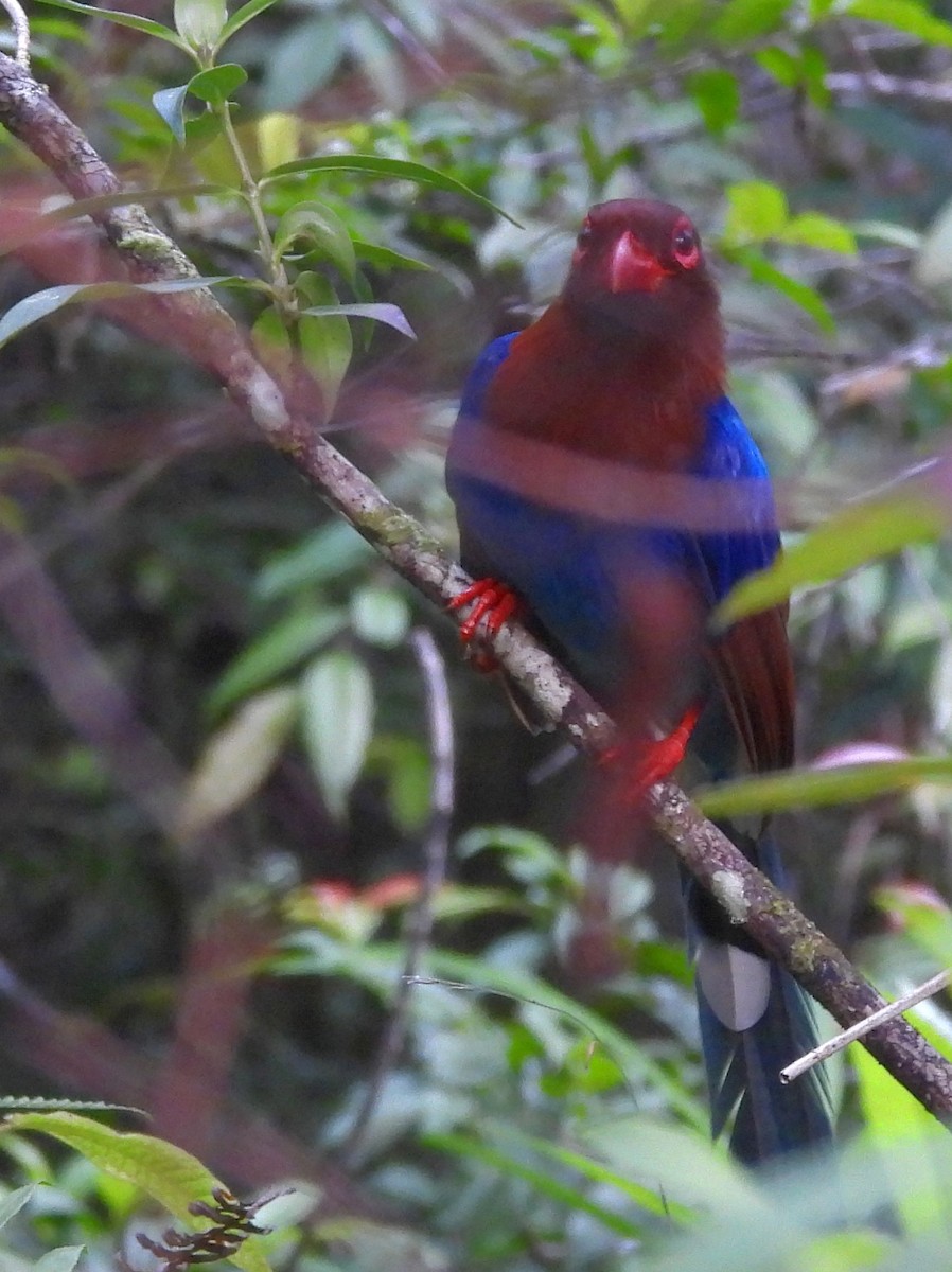 Sri Lanka Blue-Magpie - ML641900921
