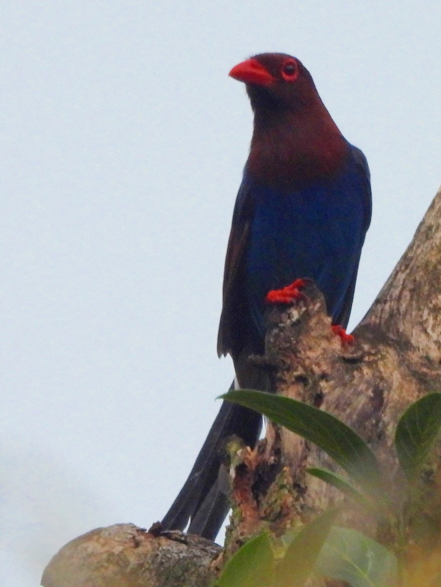 Sri Lanka Blue-Magpie - ML641900922