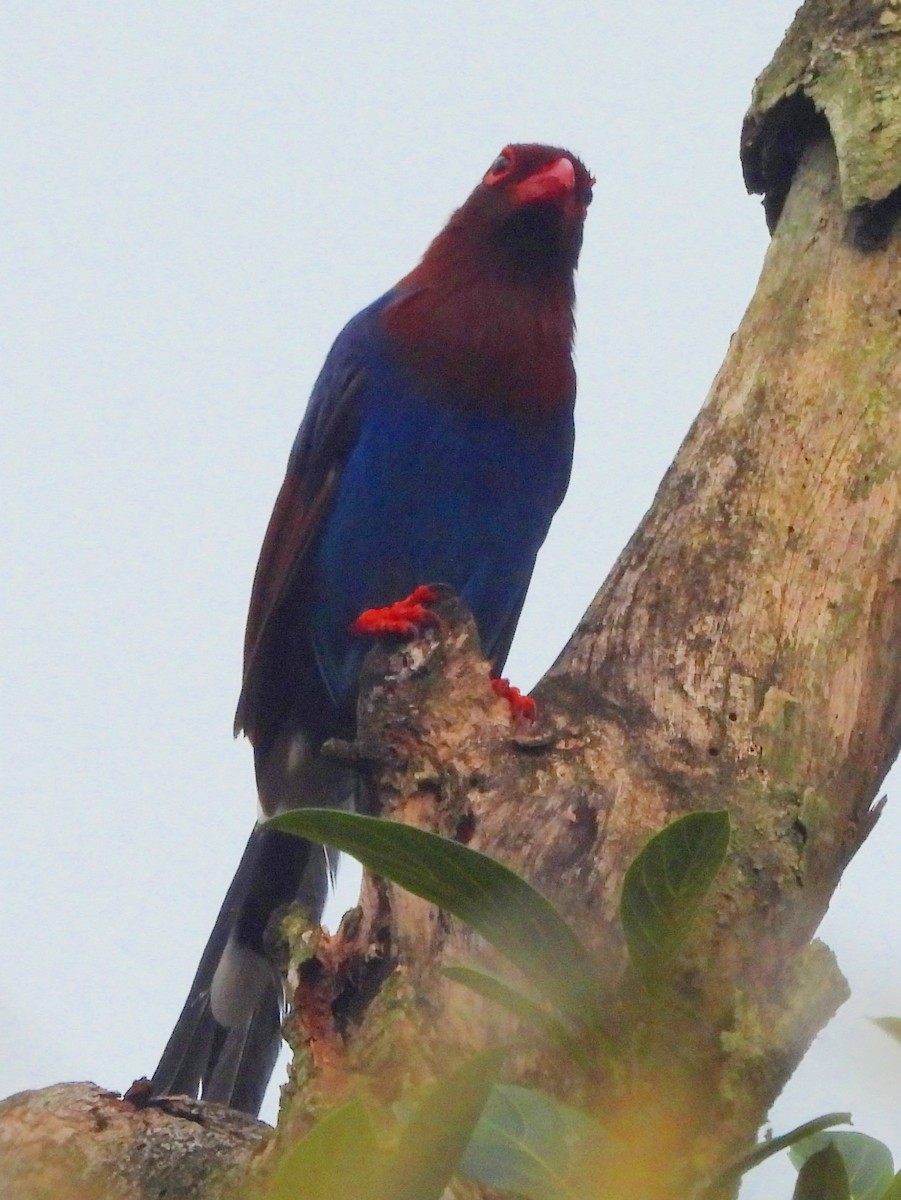Sri Lanka Blue-Magpie - ML641900923