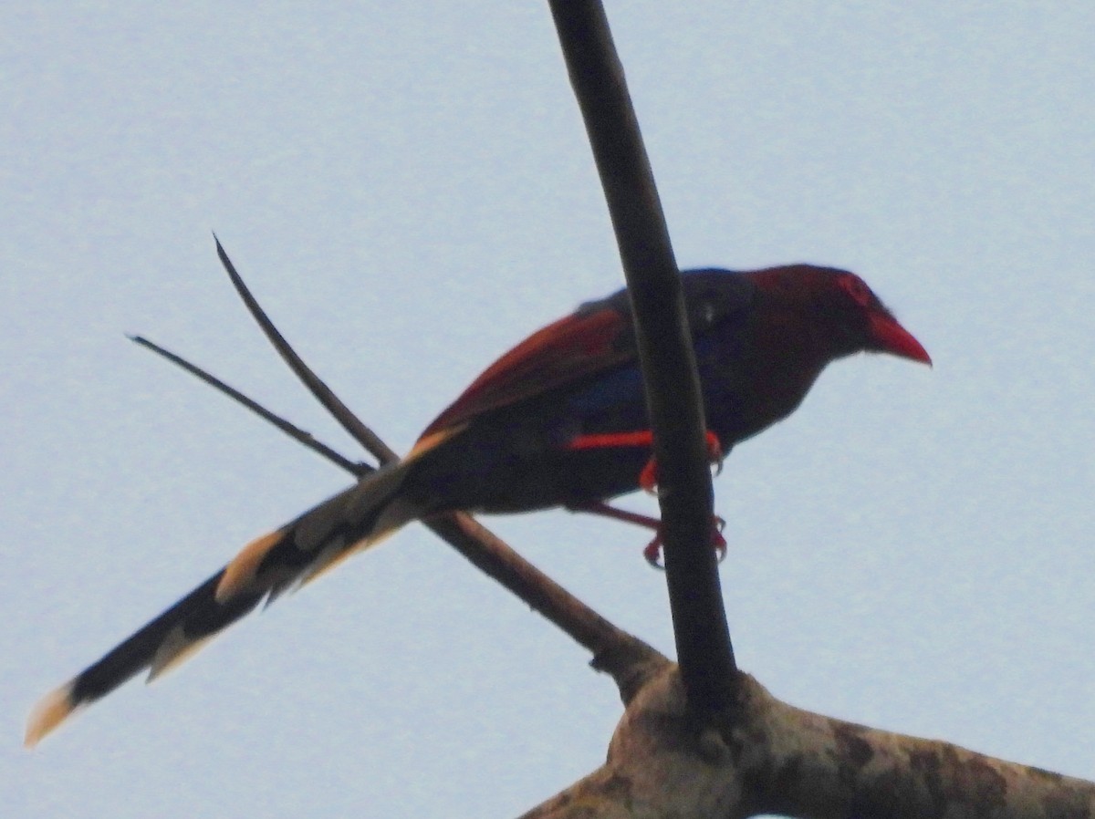 Sri Lanka Blue-Magpie - ML641900924