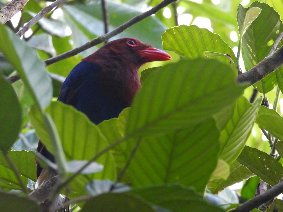 Sri Lanka Blue-Magpie - ML641900926