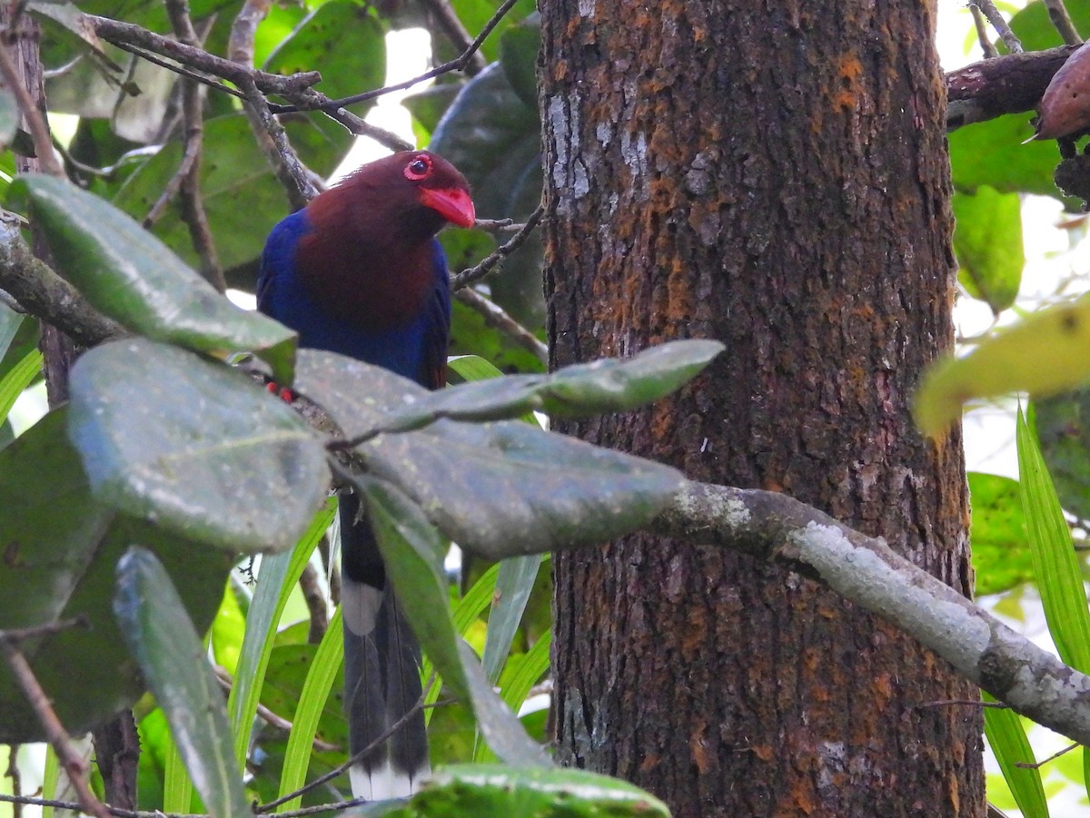 Sri Lanka Blue-Magpie - ML641900927
