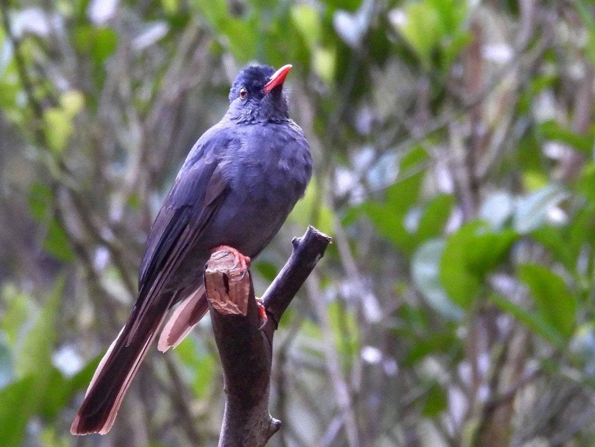 Square-tailed Bulbul - ML641900950