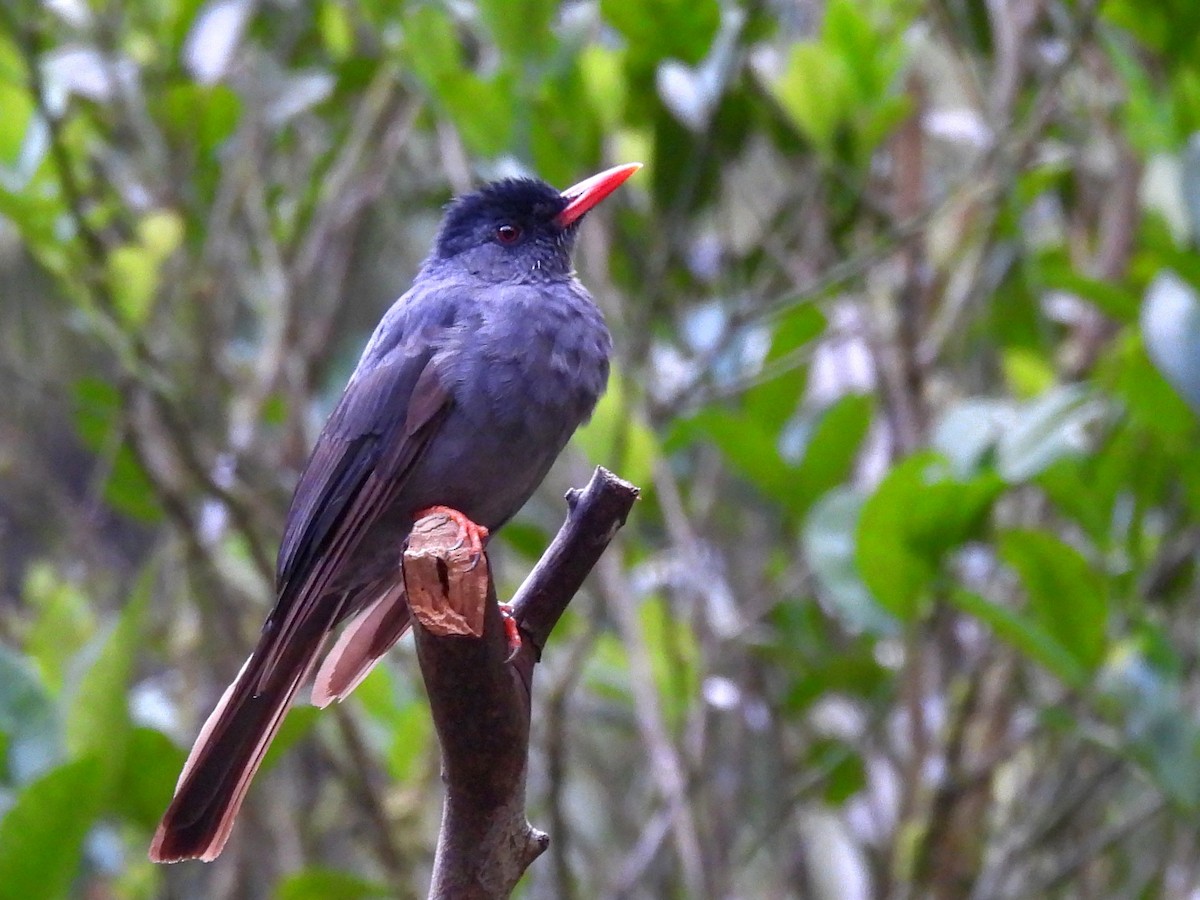 Square-tailed Bulbul - ML641900951